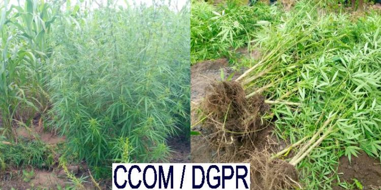 Bénin : Un présumé producteur de produits psychotropes interpellé à Tchatchou