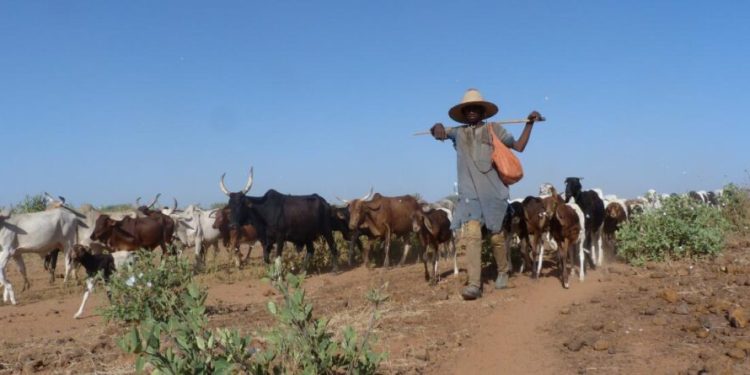 Persistance des affrontements entre agriculteurs et éleveurs : La lutte contre la transhumance, un échec ?