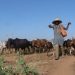 Persistance des affrontements entre agriculteurs et éleveurs : La lutte contre la transhumance, un échec ?