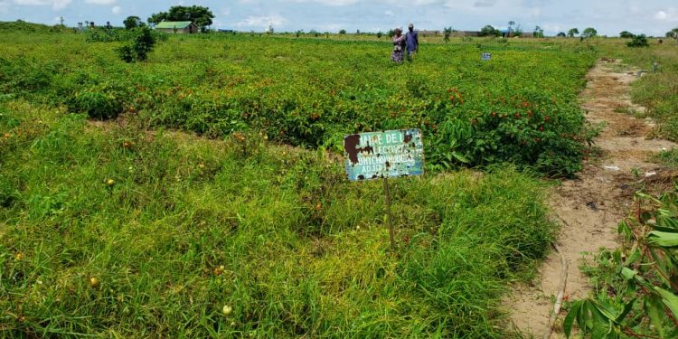 Commune de Sèmè-Podji : Des maraîchers en détresse