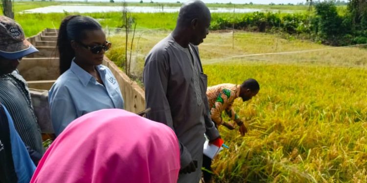 Agriculture : Les mérites du riz hybride swarna 2 vantées