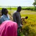 Agriculture : Les mérites du riz hybride swarna 2 vantées