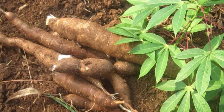 Manioc au Bénin : Améliorer la production et la transformation en 2025