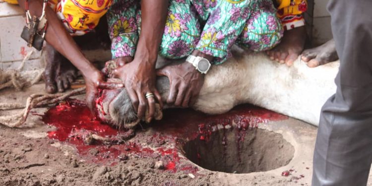 En prélude aux Vodun days 2025 : Les adeptes de la divinité Gambada immolent un cheval