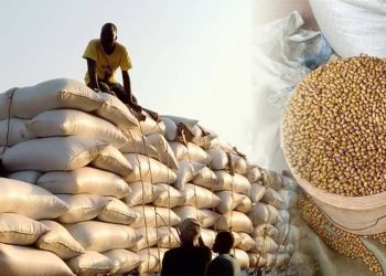Campagne agricole 2024-2025 : Le gouvernement réitère l’interdiction de l’exportation du soja