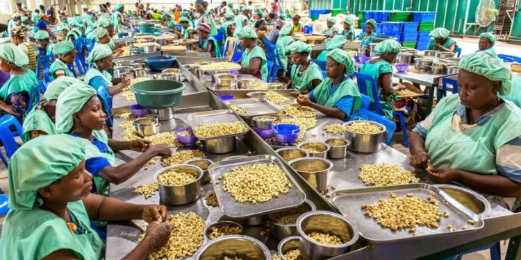 Production agricole au Bénin : La transformation de l’anacarde en pleine mutation