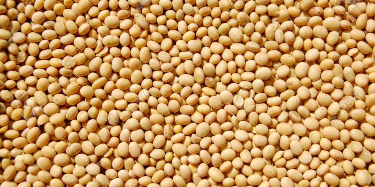 Agriculture béninoise en 2024 : Sous le signe de la réorganisation des filières anacarde et soja