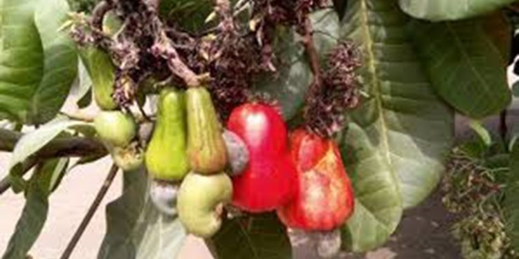Anacarde : Une filière en plein essor au Bénin