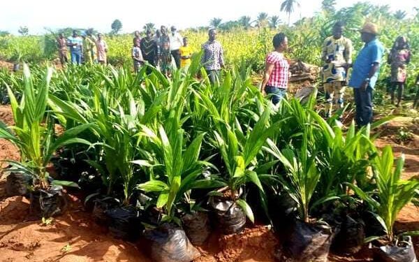 Palmier à huile : Impact de la culture sur la biodiversité
