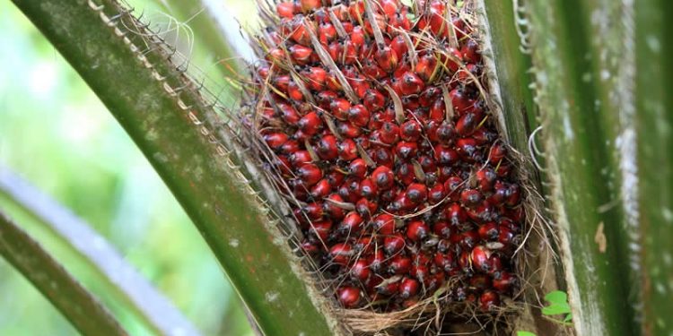 Palmier à huile : Une filière en pleine mutation au Bénin