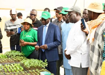 Sénégal: Une stratégie pour réaliser l’autosuffisance en tomate