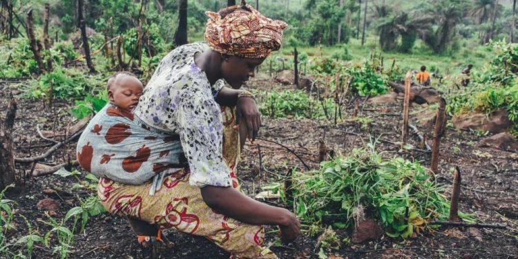 Dégradation des terres agricoles au Bénin : Atteindre la neutralité, une priorité