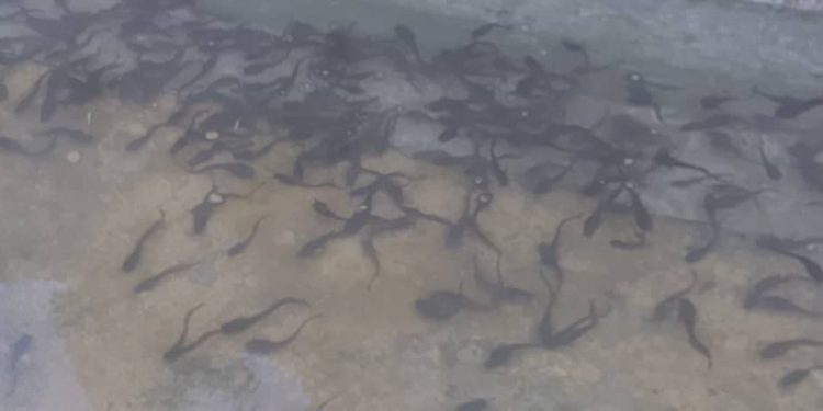 Pisciculture à la Ferme K-D.K : 4 300 alevins à l’assaut des bassins