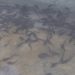 Pisciculture à la Ferme K-D.K : 4 300 alevins à l&rsquo;assaut des bassins