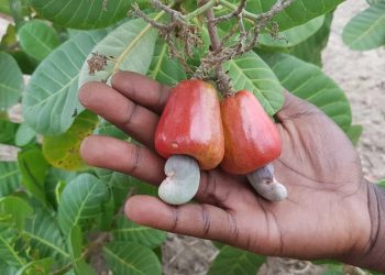 Togo : Les producteurs d&rsquo;anacarde pour l&rsquo;évaluation de la filière
