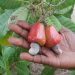 Togo : Les producteurs d&rsquo;anacarde pour l&rsquo;évaluation de la filière