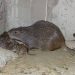 Élevage au Bénin : Naissance record d’agoutis à K-D.K