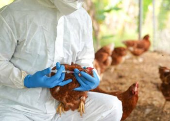 Le Togo prend des mesures contre la propagation de la grippe aviaire