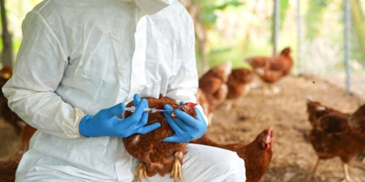 Le Togo prend des mesures contre la propagation de la grippe aviaire