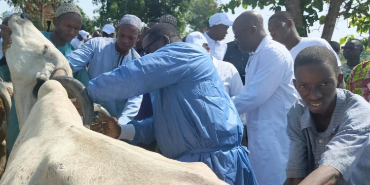 Vaccination contre la fièvre aphteuse et la dermatose nodulaire bovine : La campagne lancée à Tchetti