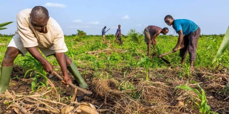 Campagne agricole 2025-2026 : Les prix de cession des engrais officialisés