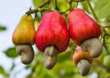 Burkina Faso : Les exportations de noix de cajou interdites