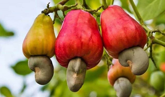 Burkina Faso : Les exportations de noix de cajou interdites