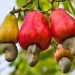 Burkina Faso : Les exportations de noix de cajou interdites