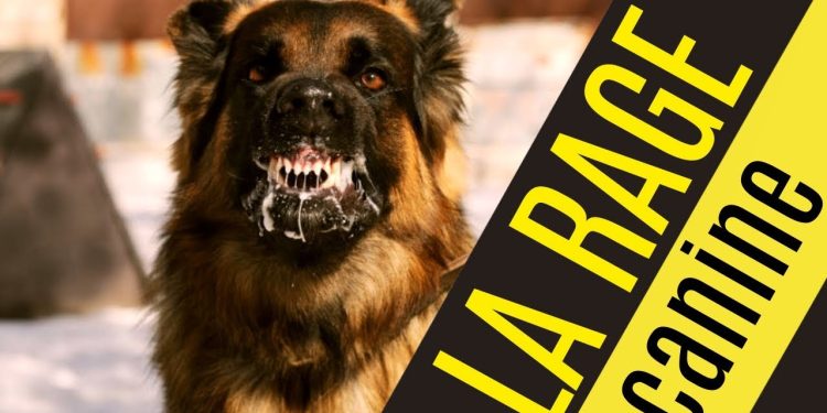 Recrudescence de la rage canine au Bénin : Le gouvernement tire la sonnette d’alarme