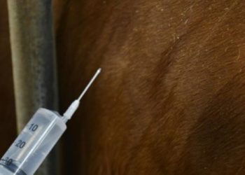 Togo : Médicaments vétérinaires falsifiés, les autorités n’en veulent plus