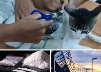 Costa Rica : Un chat retrouvé avec de la drogue dans une prison