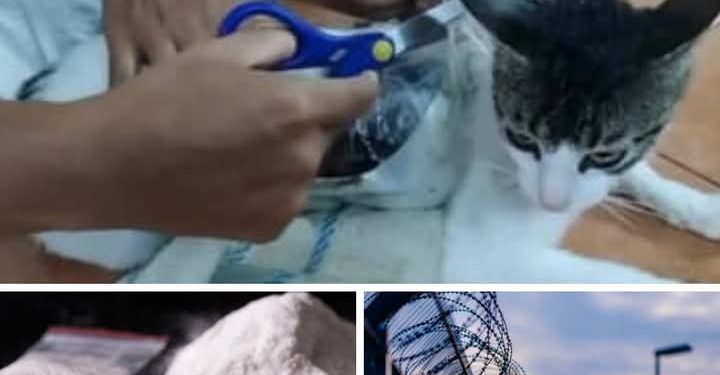 Costa Rica : Un chat retrouvé avec de la drogue dans une prison