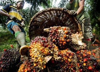 Nigeria: Les raisons de l’augmentation du prix de l’huile de palme