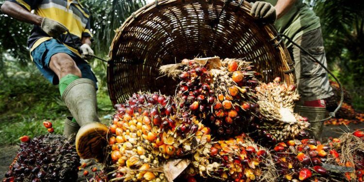 Nigeria: Les raisons de l’augmentation du prix de l’huile de palme