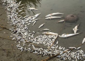Togo: Le gouvernement alerte après la découverte d’une mortalité massive de poissons