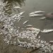 Togo: Le gouvernement alerte après la découverte d&rsquo;une mortalité massive de poissons