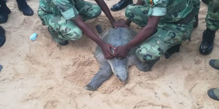 Sauvegarde de la biodiversité : Des tortues marines lâchées en mer