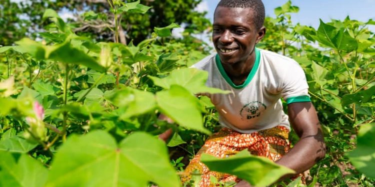 Exploitation des terres au Bénin : Atténuer la dégradation pour atteindre la neutralité  