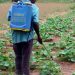 Bénin : Interdiction aux structures techniques publiques d’offrir des prestations phytosanitaires à titre onéreux