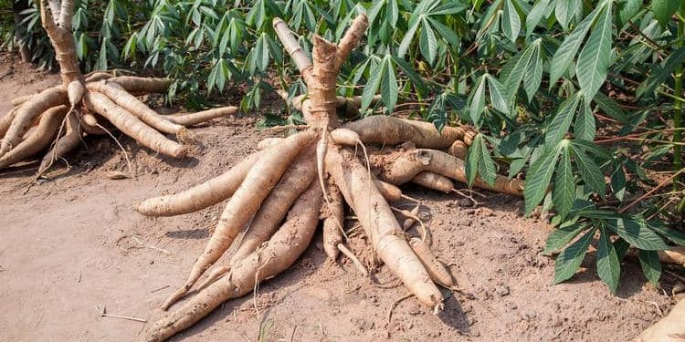 Manioc : Une filière en plein essor offrant des opportunités économiques