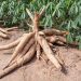 Manioc : Une filière en plein essor offrant des opportunités économiques