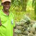 Production de l’ananas au Bénin : De belles perspectives pour une filière stable et durable