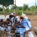 ‘’Tédùdù nù Fêboxosu’’ : Sunmadjèhouéyin et ses ministres offrent la nouvelle igname à l’égrégore du Bô