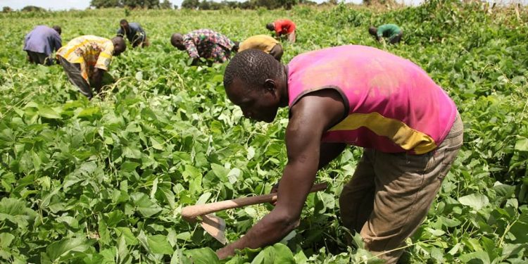 Lutte contre la dégradation des terres : Un enjeu de développement