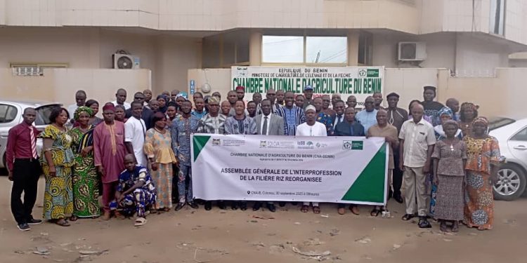Restructuration d’une interprofession : Un nouveau souffle pour la filière riz au Bénin