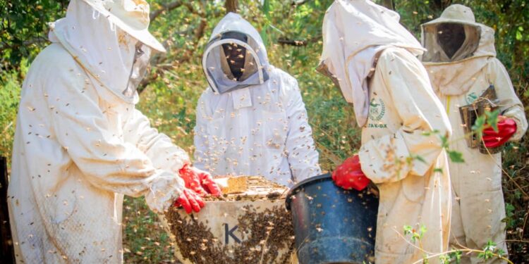 Ferme K.d.k : La saison apicole 2026 lancée avec une récolte prometteuse
