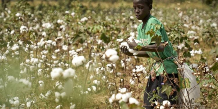 Campagne agricole 2026-2027/cession des engrais : Les prix maintenus au niveau de l’année écoulée malgré la tension sur le marché