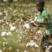Campagne agricole 2026-2027/cession des engrais : Les prix maintenus au niveau de l’année écoulée malgré la tension sur le marché