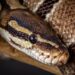 Alerte au python géant à Agla : les révélations et conseils d&rsquo;un spécialiste