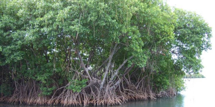 Gestion durable des ressources naturelles : Le projet Mangroves dresse son bilan à mi-parcours